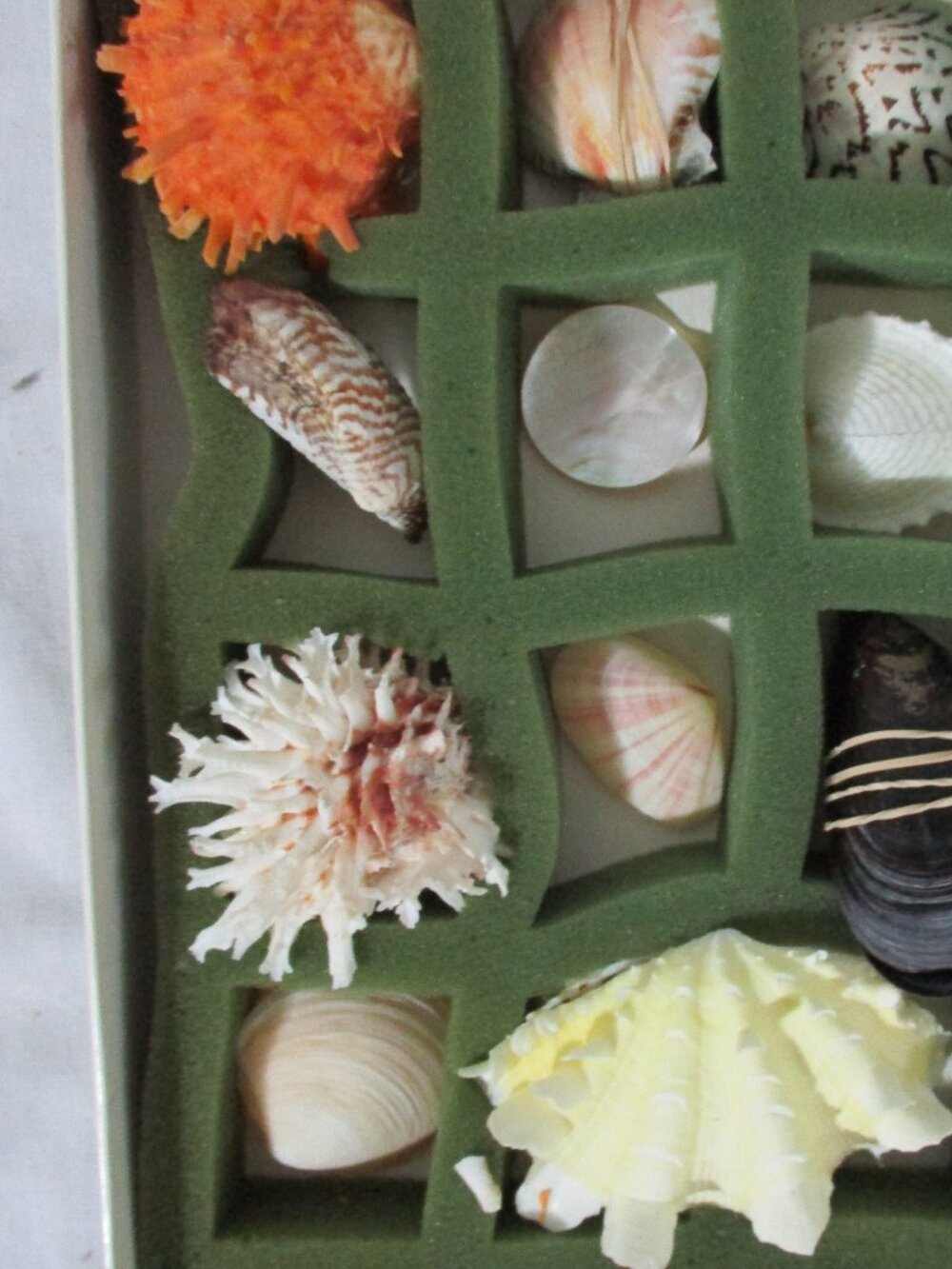 CAROLINA PELECYPOD SHELL COLLECTION Boxed Set Ocean Display
